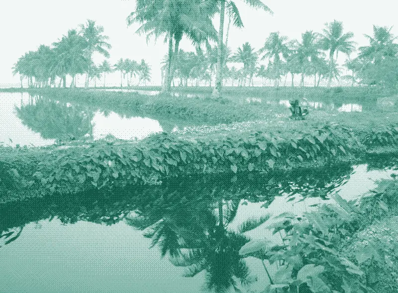 [Перевод] Городские рыбные пруды на сточных водах
